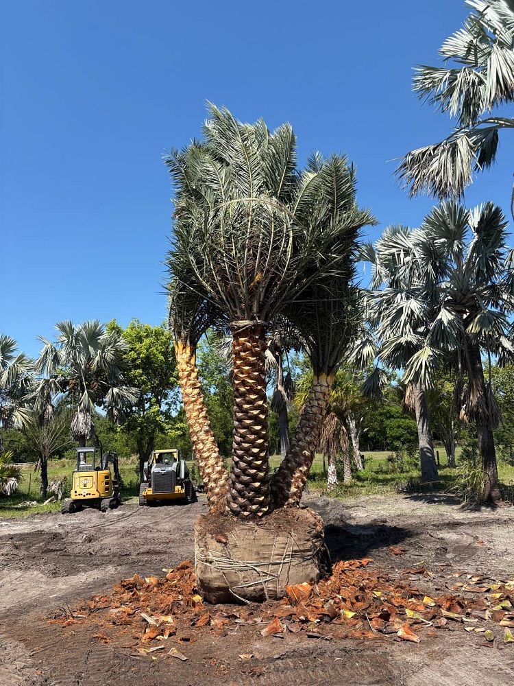 phoenix-sylvestris-robusta-select-sylvester-date-palm-robusta-select