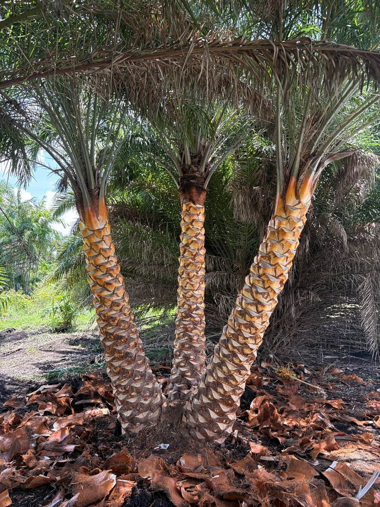 phoenix-sylvestris-robusta-select-sylvester-date-palm-robusta-select