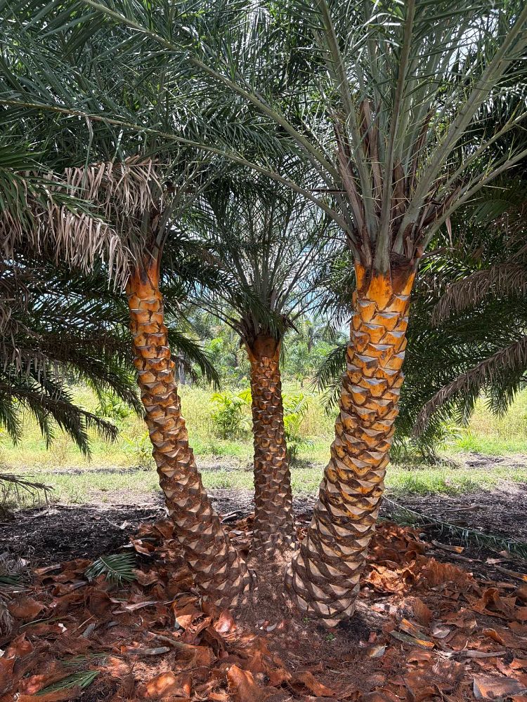 phoenix-sylvestris-robusta-select-sylvester-date-palm-robusta-select