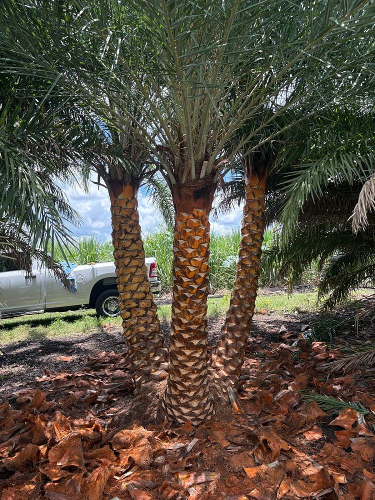 phoenix-sylvestris-robusta-select-sylvester-date-palm-robusta-select