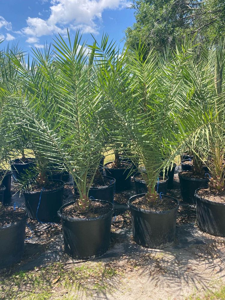 phoenix-sylvestris-robusta-select-sylvester-date-palm-robusta-select