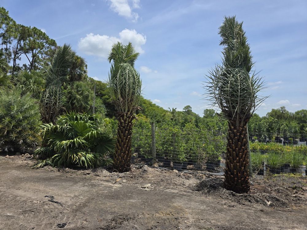 phoenix-sylvestris-robusta-select-sylvester-date-palm-robusta-select