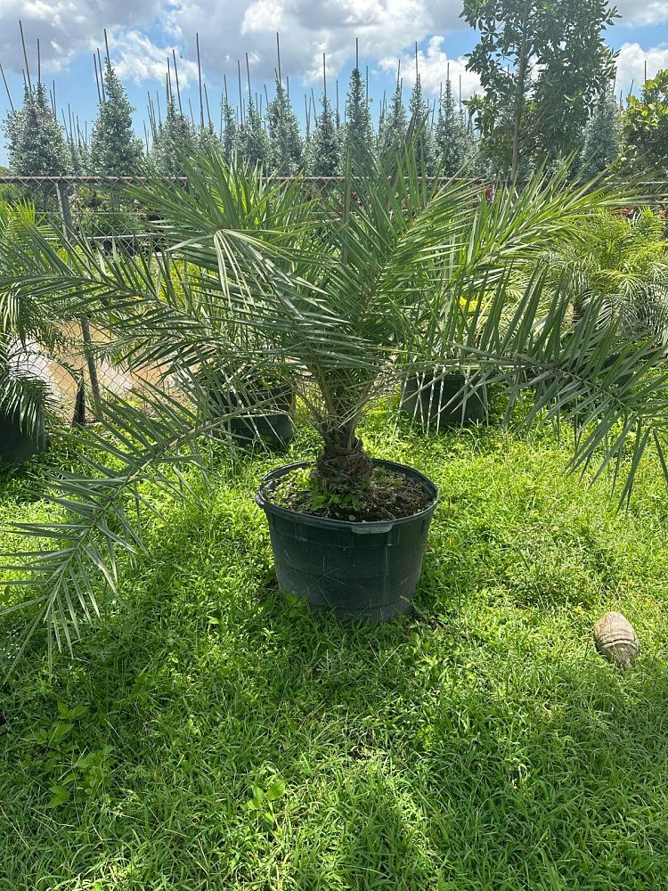 phoenix-sylvestris-robusta-select-sylvester-date-palm-robusta-select