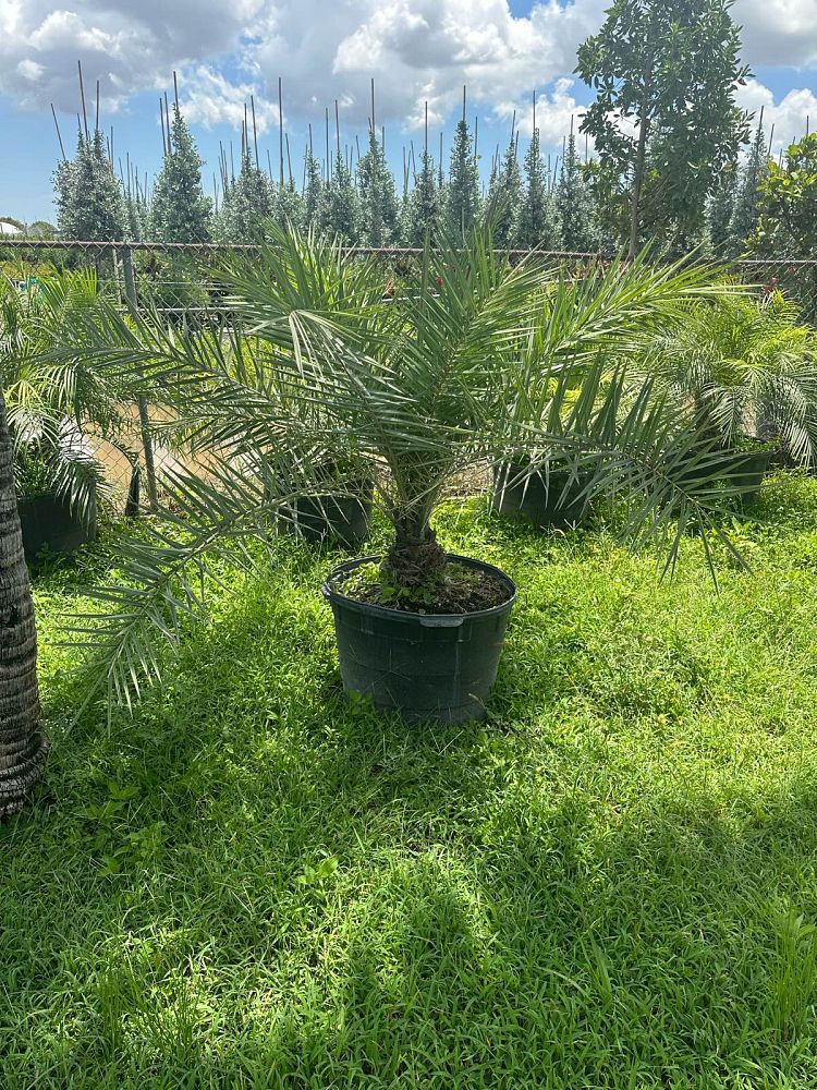 phoenix-sylvestris-robusta-select-sylvester-date-palm-robusta-select