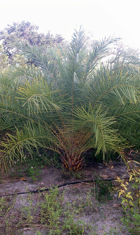 phoenix-sylvestris-robusta-sylvester-date-palm-robusta