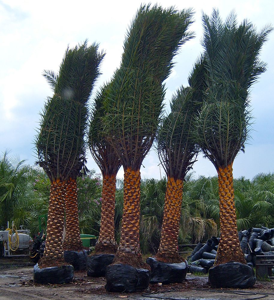 phoenix-sylvestris-robusta-sylvester-date-palm-robusta