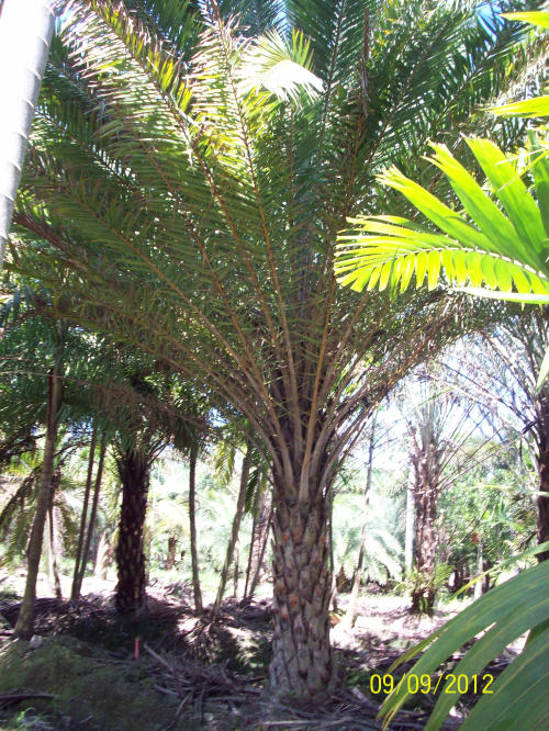 phoenix-sylvestris-robusta-sylvester-date-palm-robusta