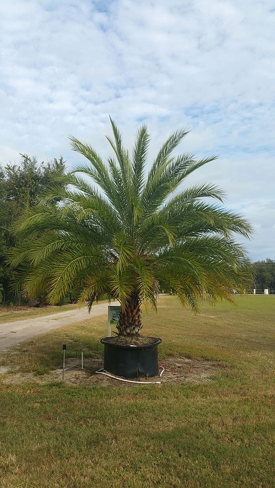 phoenix-sylvestris-robusta-sylvester-date-palm-robusta