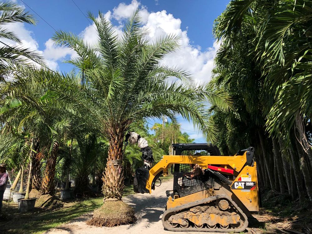 phoenix-sylvestris-robusta-sylvester-date-palm-robusta