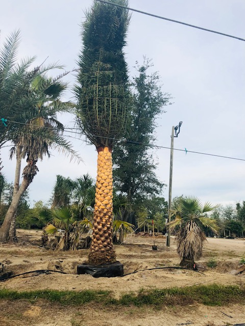 phoenix-sylvestris-robusta-sylvester-date-palm-robusta