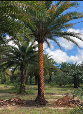 phoenix-sylvestris-robusta-sylvester-date-palm-robusta