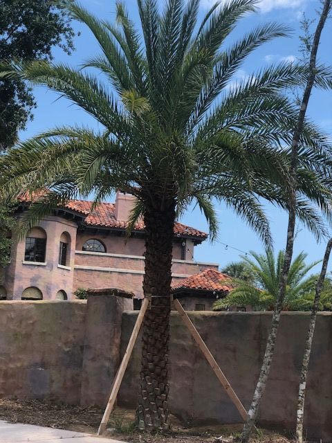 phoenix-sylvestris-robusta-sylvester-date-palm-robusta