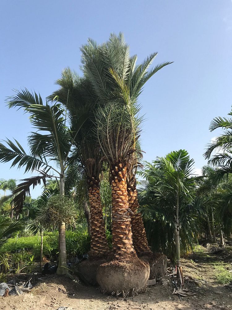 phoenix-sylvestris-robusta-sylvester-date-palm-robusta