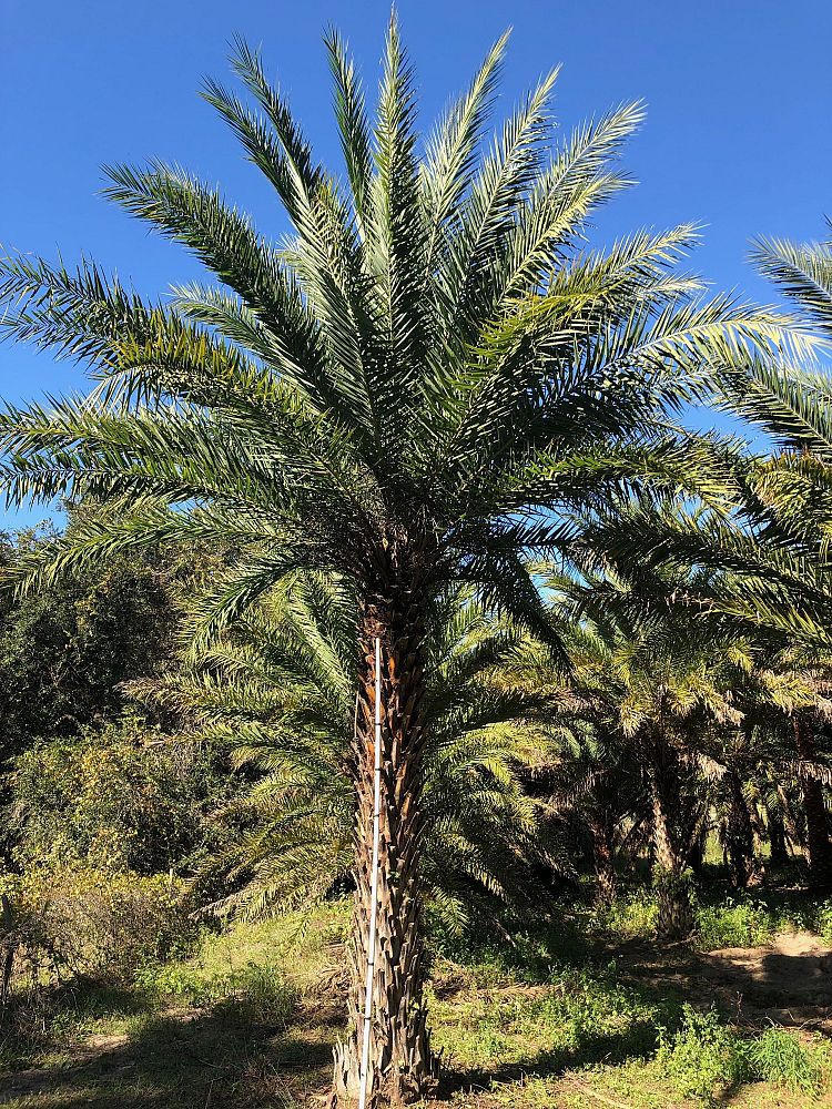 phoenix-sylvestris-robusta-sylvester-date-palm-robusta