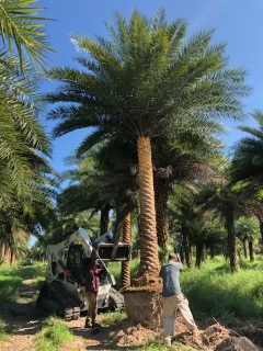 phoenix-sylvestris-robusta-sylvester-date-palm-robusta