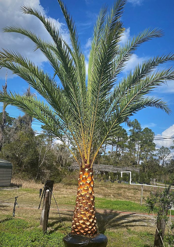 phoenix-sylvestris-robusta-sylvester-date-palm-robusta