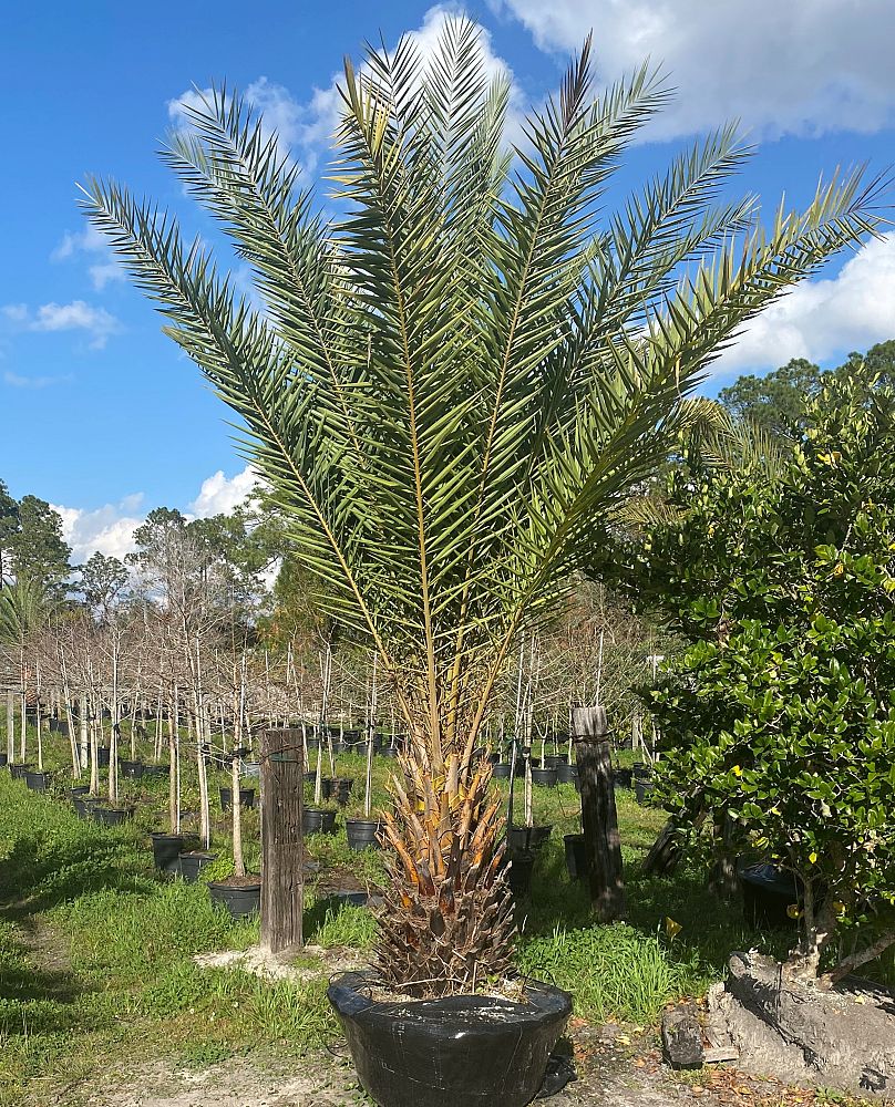 phoenix-sylvestris-robusta-sylvester-date-palm-robusta