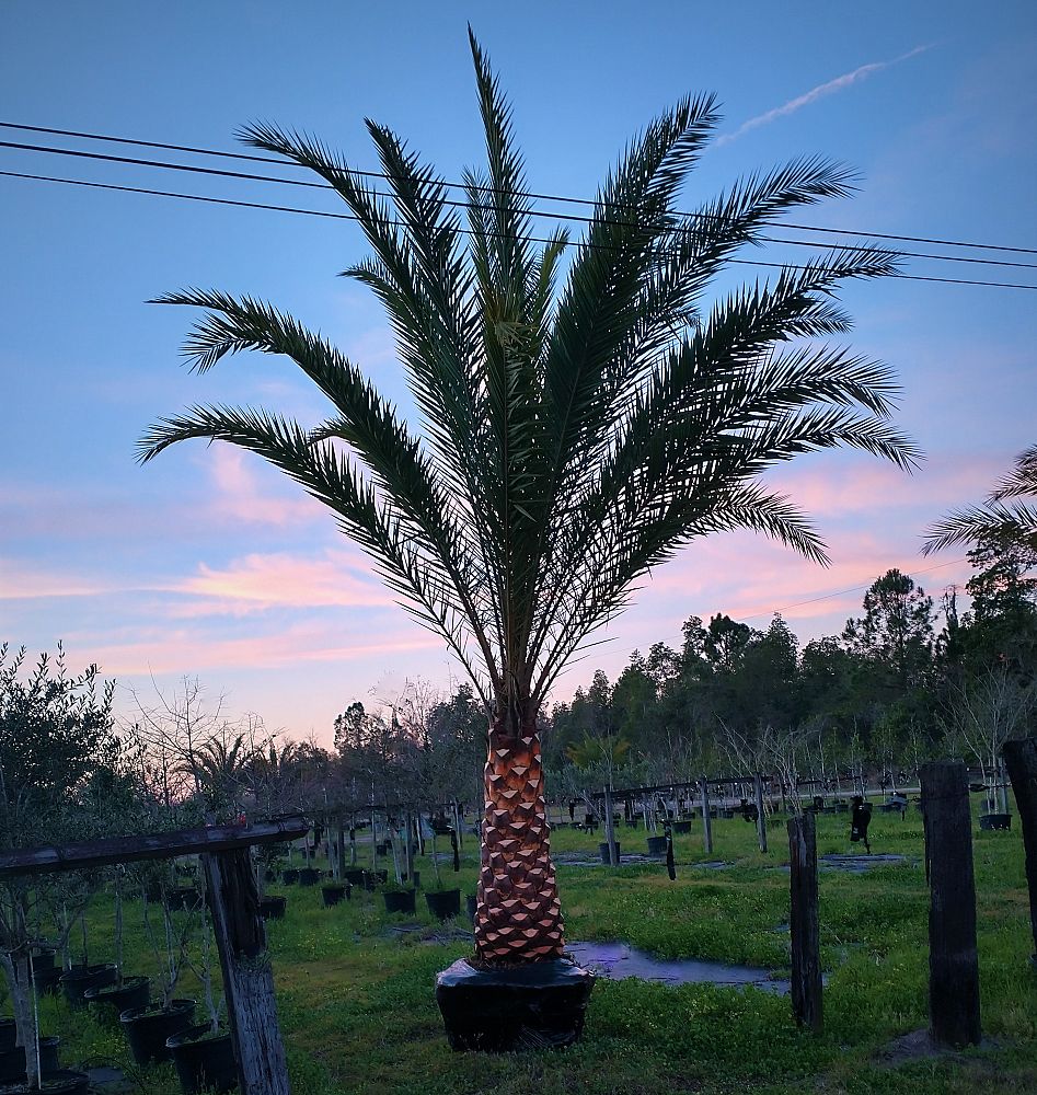 phoenix-sylvestris-robusta-sylvester-date-palm-robusta