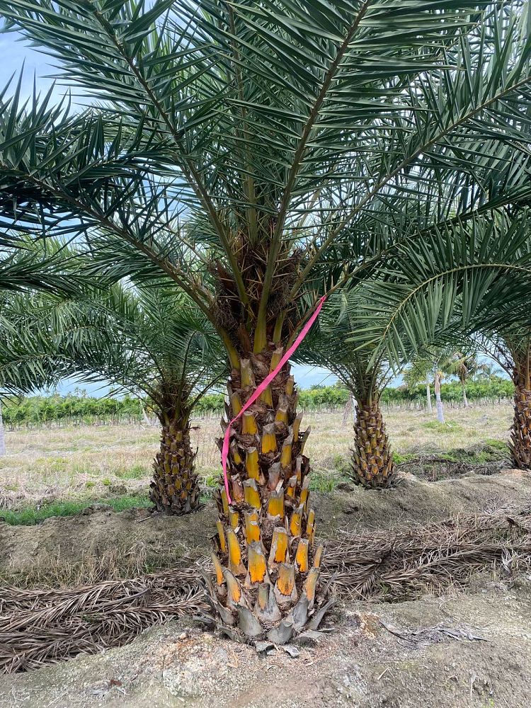 phoenix-sylvestris-robusta-sylvester-date-palm-robusta