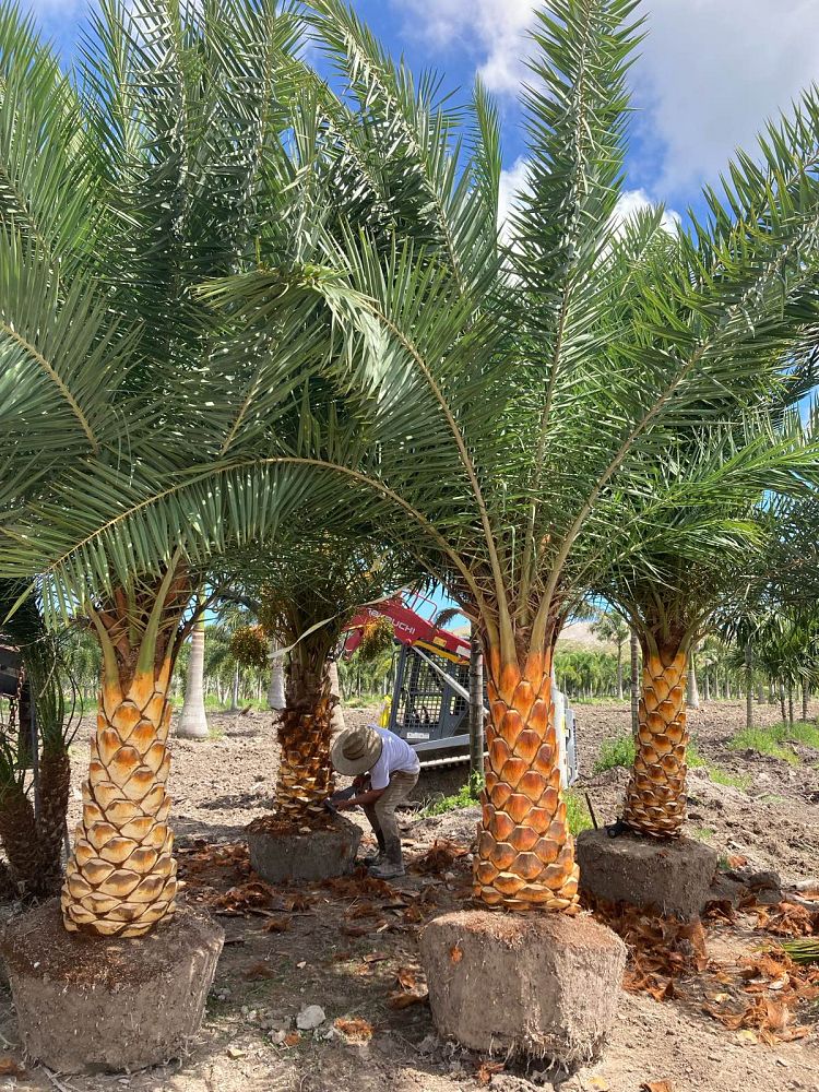 phoenix-sylvestris-robusta-sylvester-date-palm-robusta