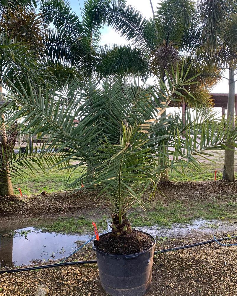phoenix-sylvestris-robusta-sylvester-date-palm-robusta