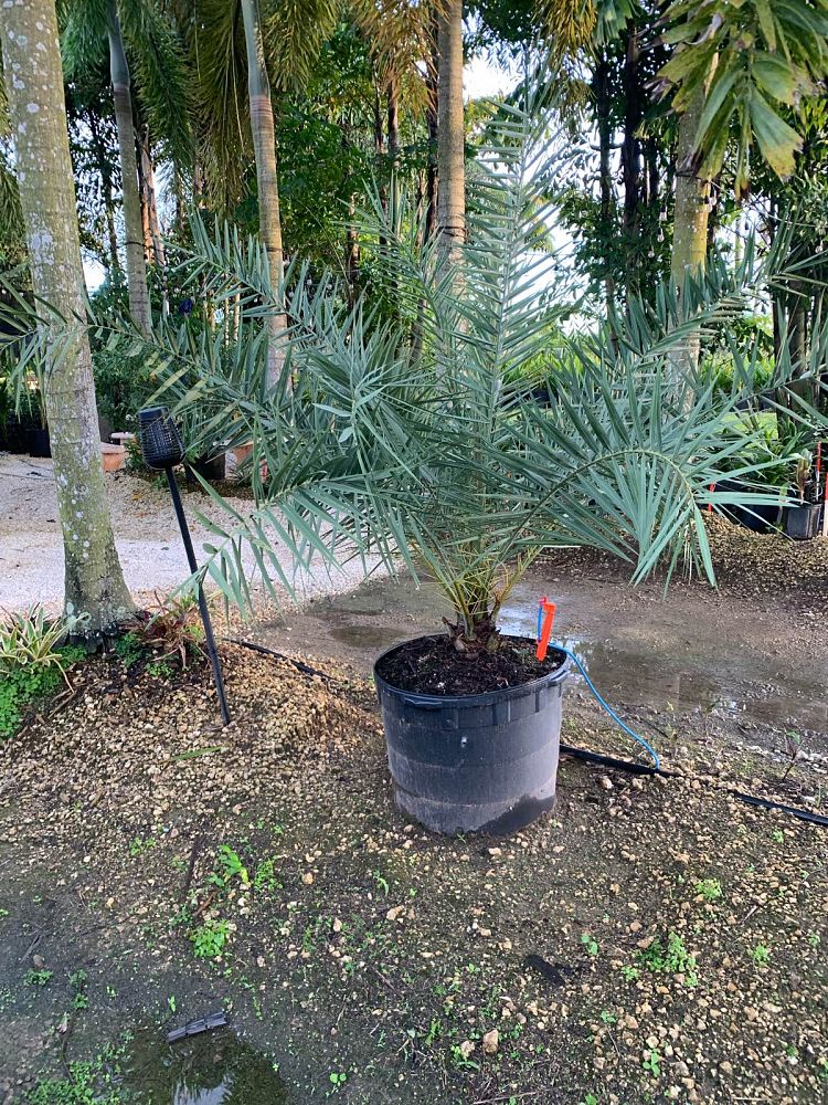 phoenix-sylvestris-robusta-sylvester-date-palm-robusta