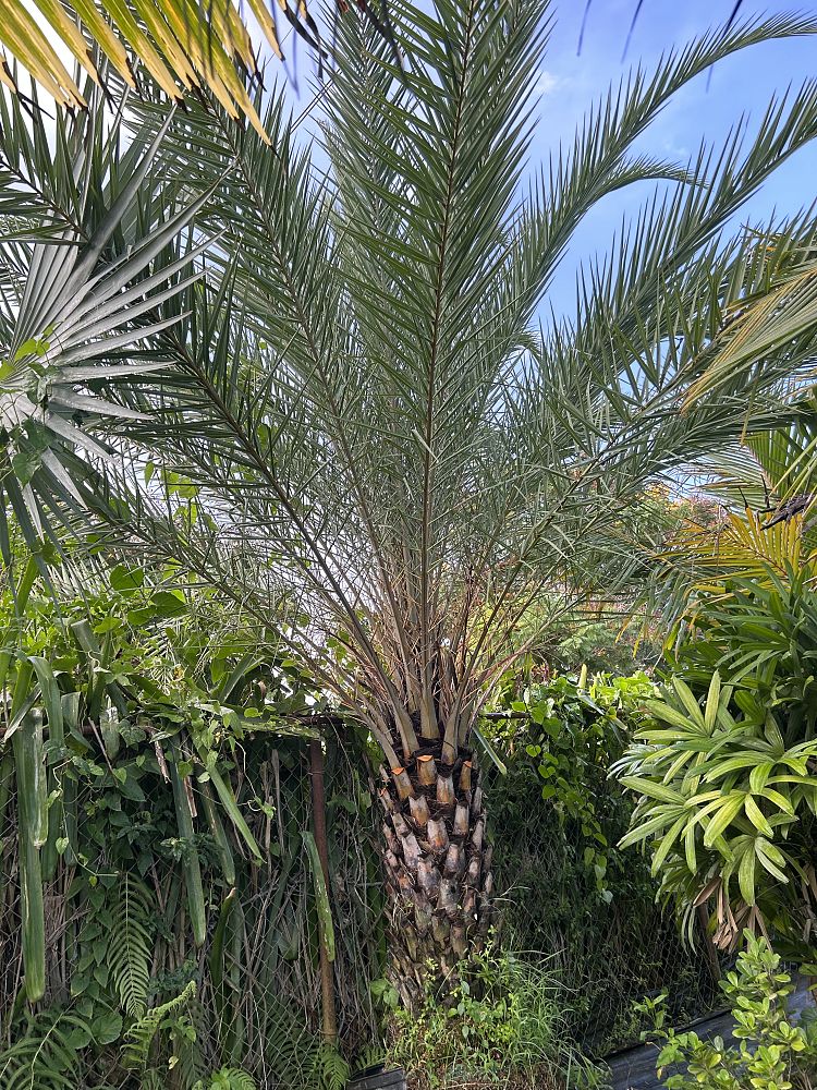 phoenix-sylvestris-robusta-sylvester-date-palm-robusta