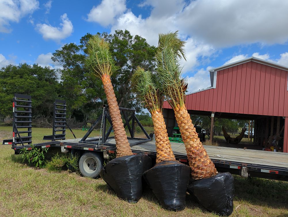 phoenix-sylvestris-robusta-sylvester-date-palm-robusta