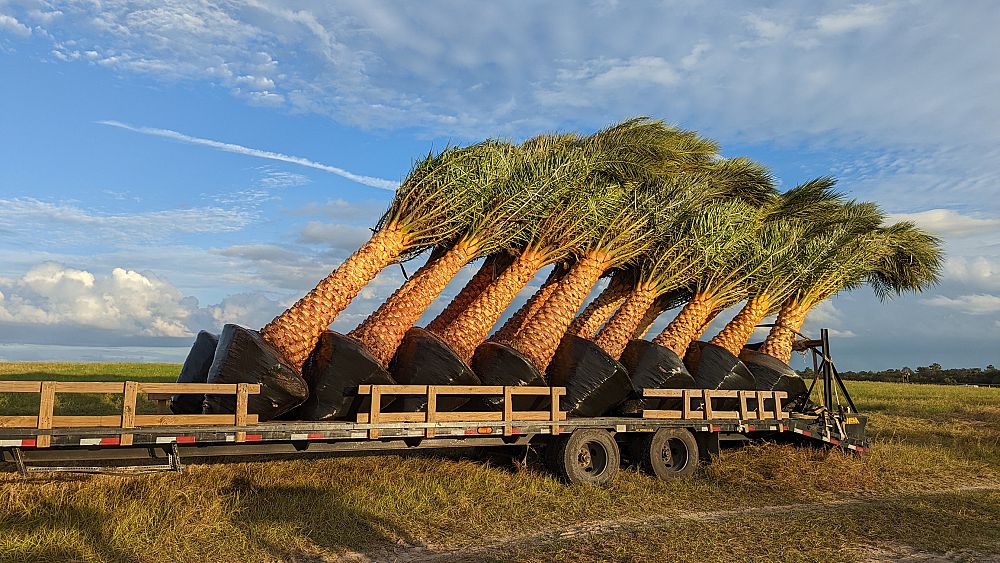 phoenix-sylvestris-robusta-sylvester-date-palm-robusta