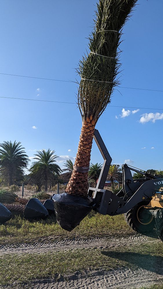 phoenix-sylvestris-robusta-sylvester-date-palm-robusta