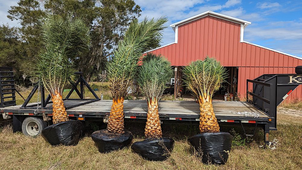 phoenix-sylvestris-robusta-sylvester-date-palm-robusta