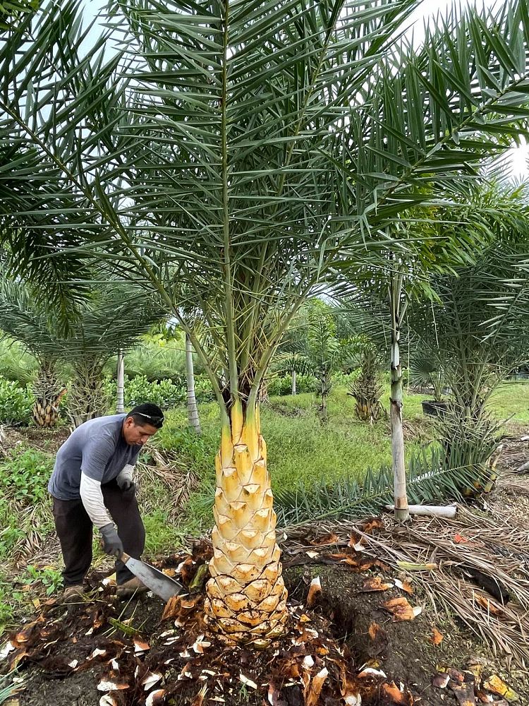 phoenix-sylvestris-robusta-sylvester-date-palm-robusta