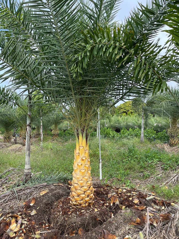 phoenix-sylvestris-robusta-sylvester-date-palm-robusta