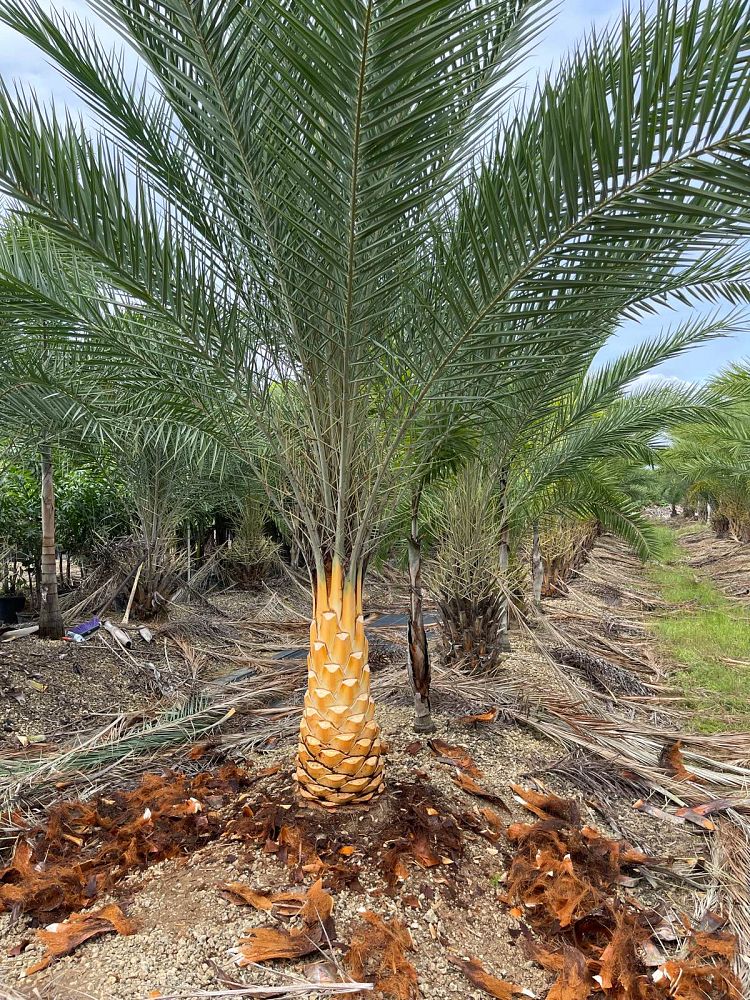 phoenix-sylvestris-robusta-sylvester-date-palm-robusta
