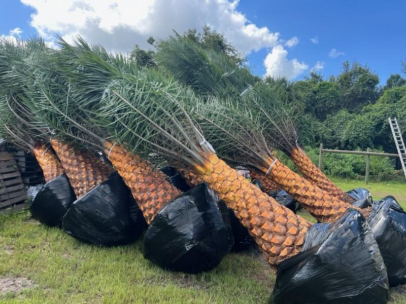 phoenix-sylvestris-robusta-sylvester-date-palm-robusta