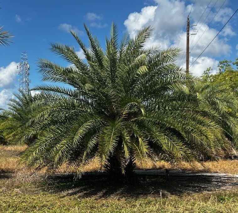 phoenix-sylvestris-robusta-sylvester-date-palm-robusta