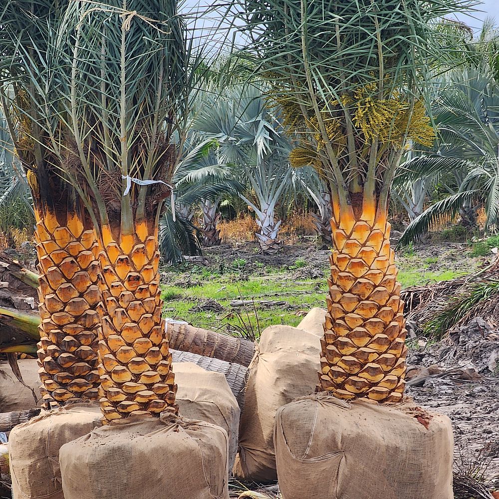 phoenix-sylvestris-robusta-sylvester-date-palm-robusta