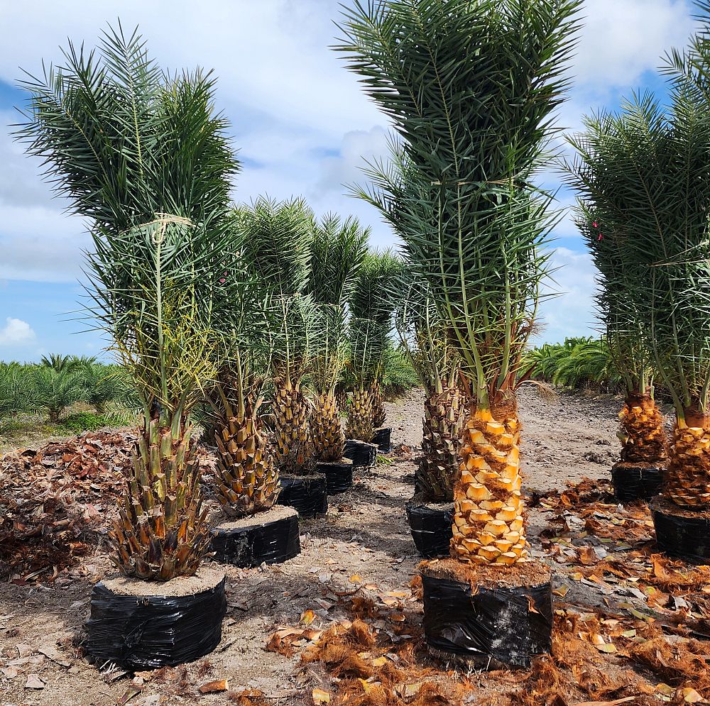 phoenix-sylvestris-robusta-sylvester-date-palm-robusta