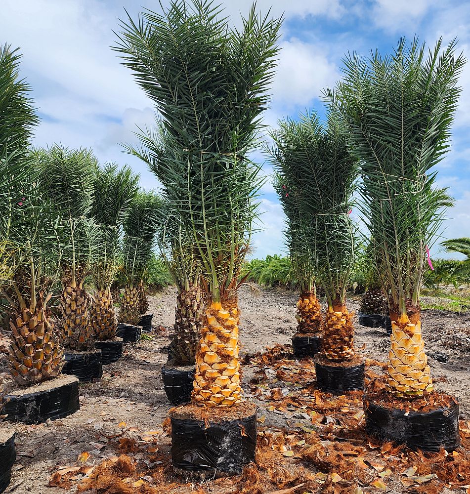 phoenix-sylvestris-robusta-sylvester-date-palm-robusta