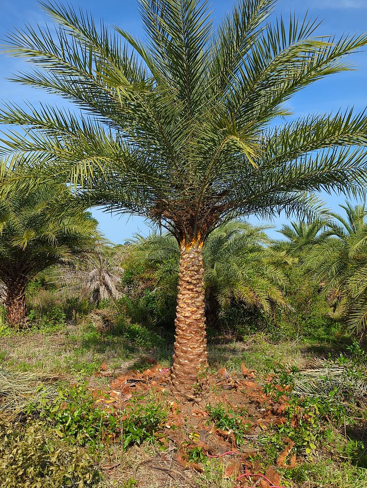 phoenix-sylvestris-robusta-sylvester-date-palm-robusta