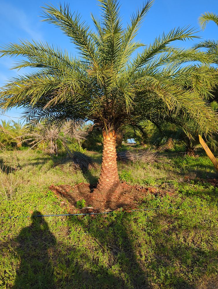 phoenix-sylvestris-robusta-sylvester-date-palm-robusta