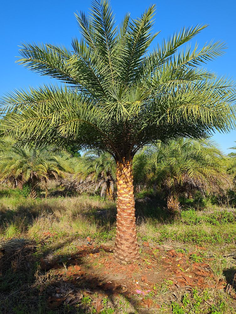 phoenix-sylvestris-robusta-sylvester-date-palm-robusta