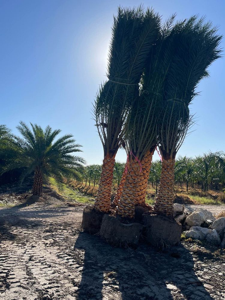phoenix-sylvestris-robusta-sylvester-date-palm-robusta