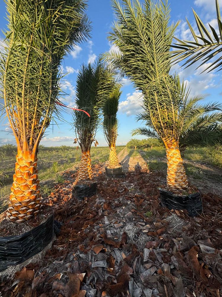 phoenix-sylvestris-robusta-sylvester-date-palm-robusta