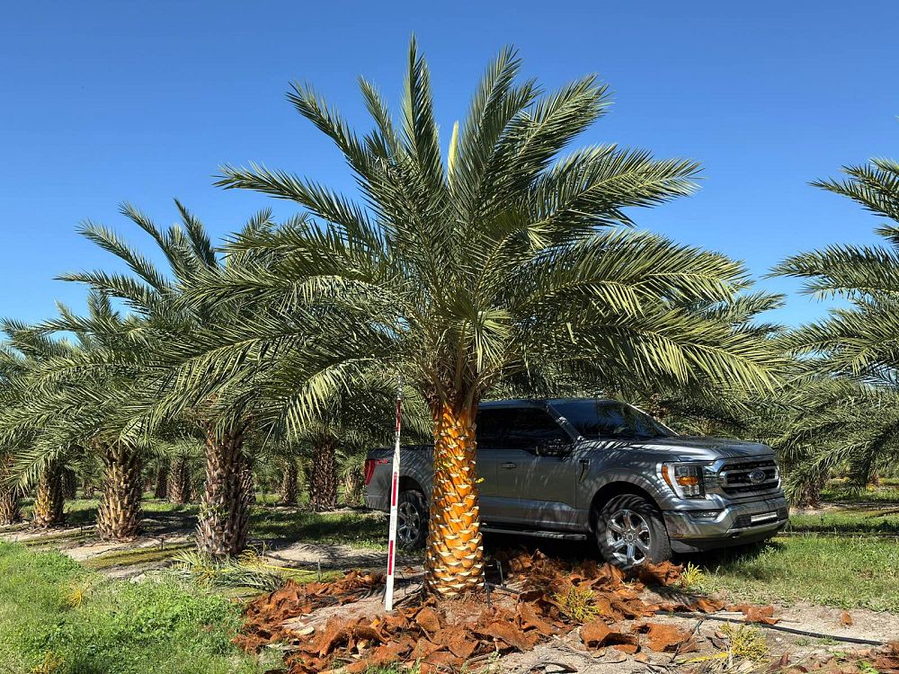 phoenix-sylvestris-robusta-sylvester-date-palm-robusta