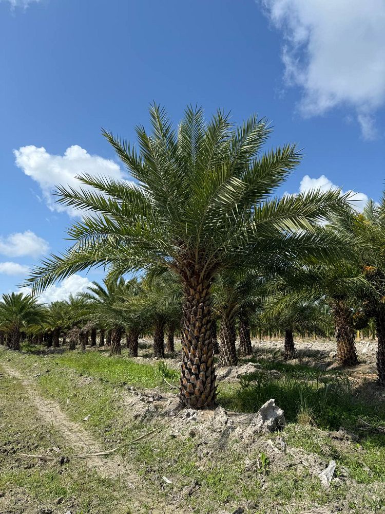 phoenix-sylvestris-robusta-sylvester-date-palm-robusta