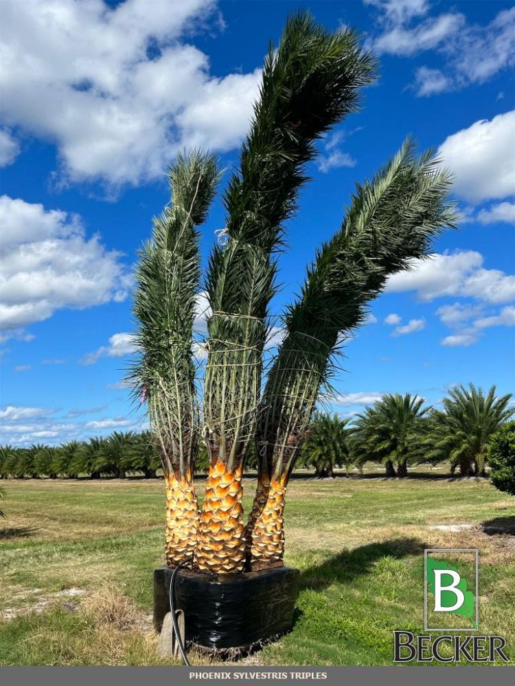 phoenix-sylvestris-robusta-sylvester-date-palm-robusta