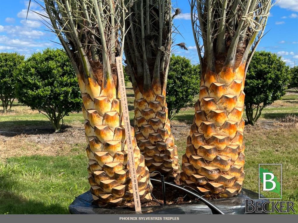 phoenix-sylvestris-robusta-sylvester-date-palm-robusta
