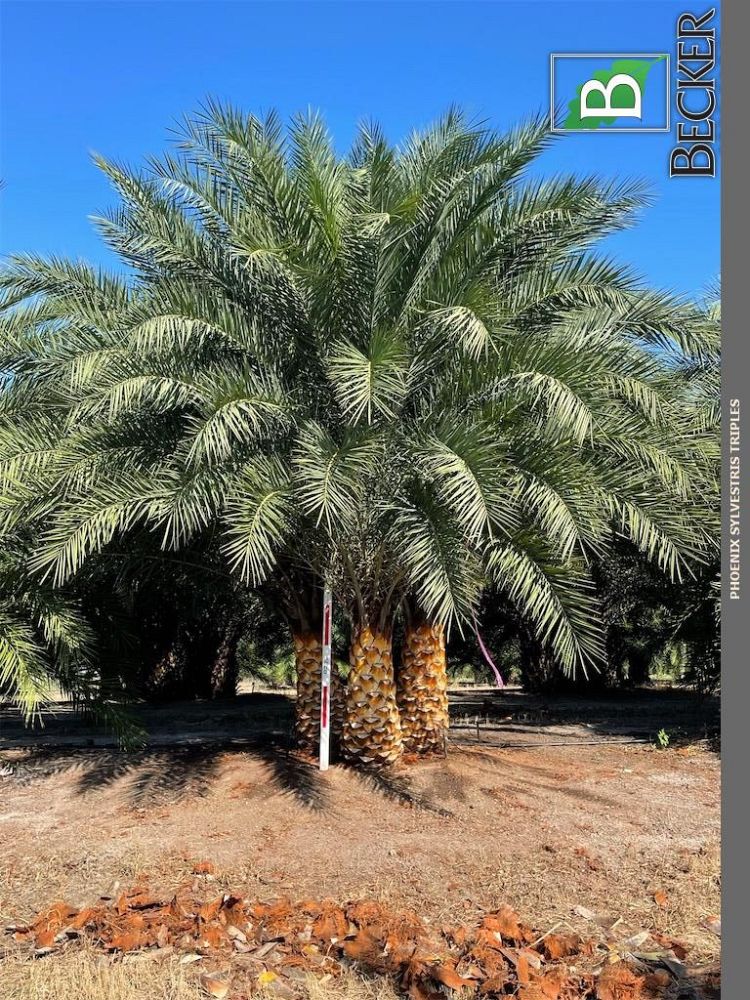 phoenix-sylvestris-robusta-sylvester-date-palm-robusta
