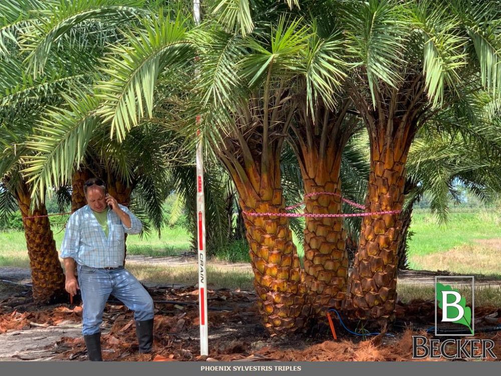 phoenix-sylvestris-robusta-sylvester-date-palm-robusta